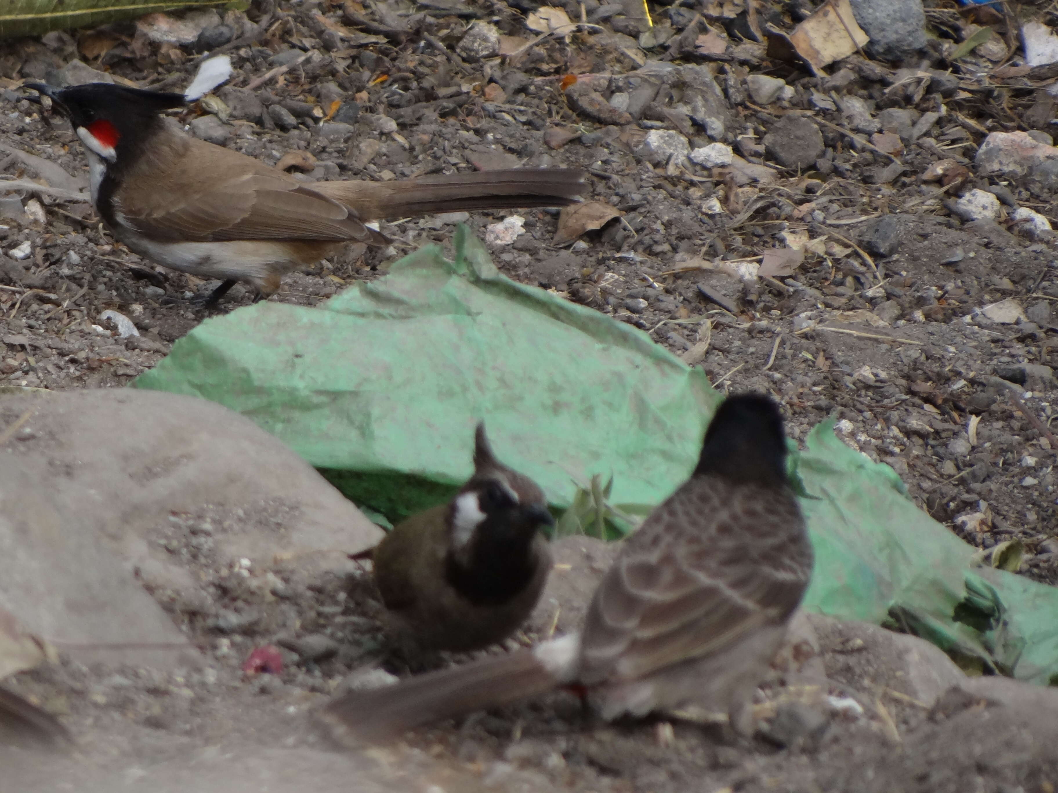 Image of Himalayan Bulbul