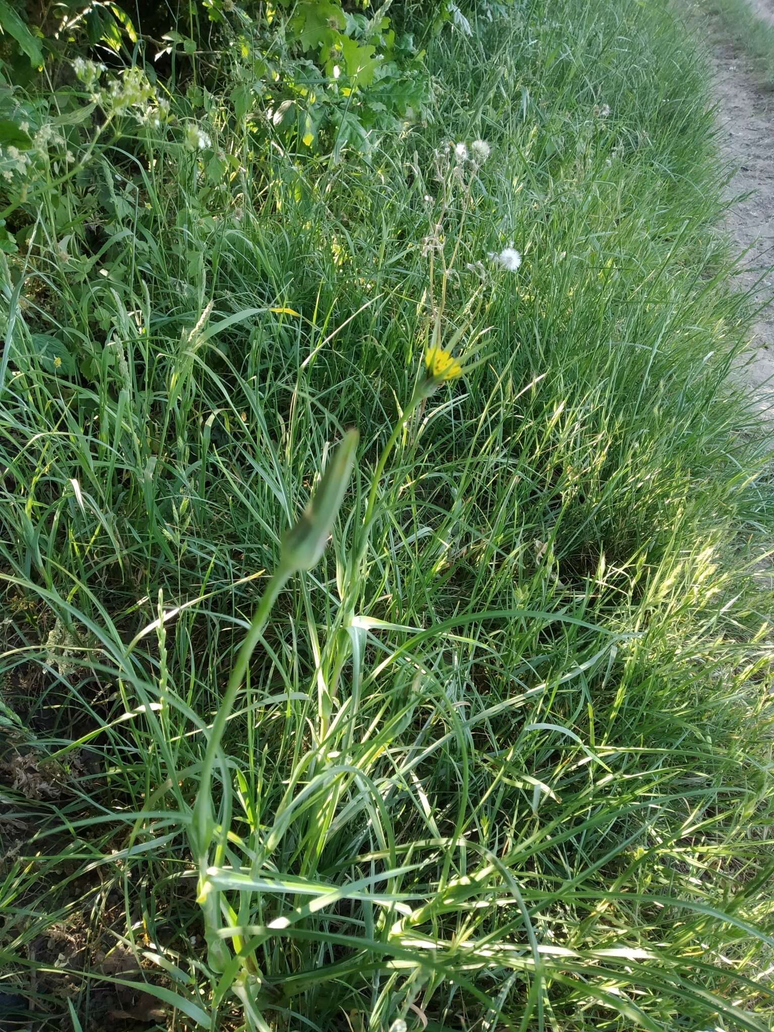 Image de Tragopogon minor Mill.