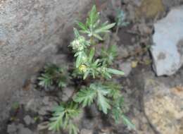 Image de Potentilla morefieldii B. Ertter