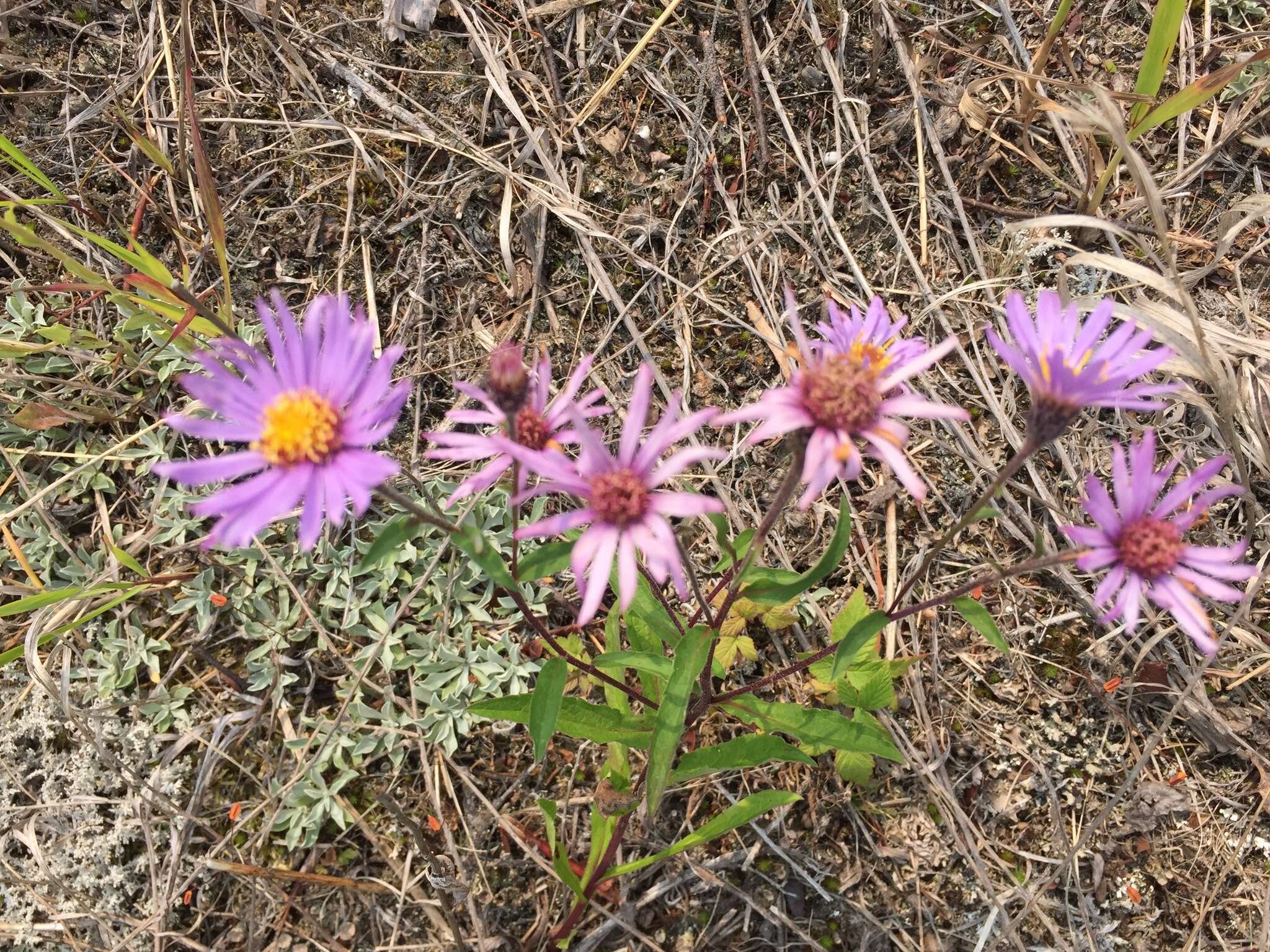 Image of arctic aster