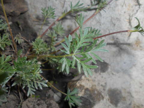 Image of Morefield's cinquefoil