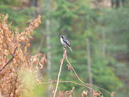 Image of Grey Bush Chat