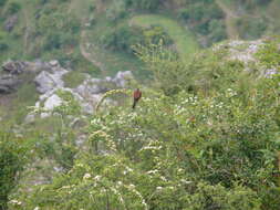 Image of European Rock Bunting