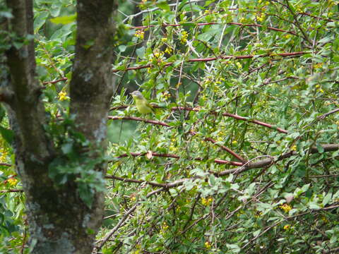 Image of Grey-hooded Warbler