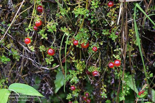 Imagem de Nertera granadensis (Mutis ex L. fil.) Druce