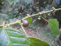 Image of Siparuna brasiliensis (Spreng.) A. DC.