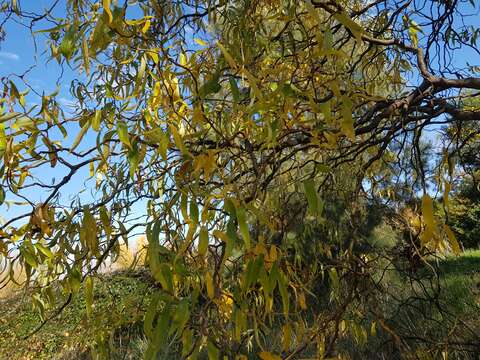 Image of Peking Willow