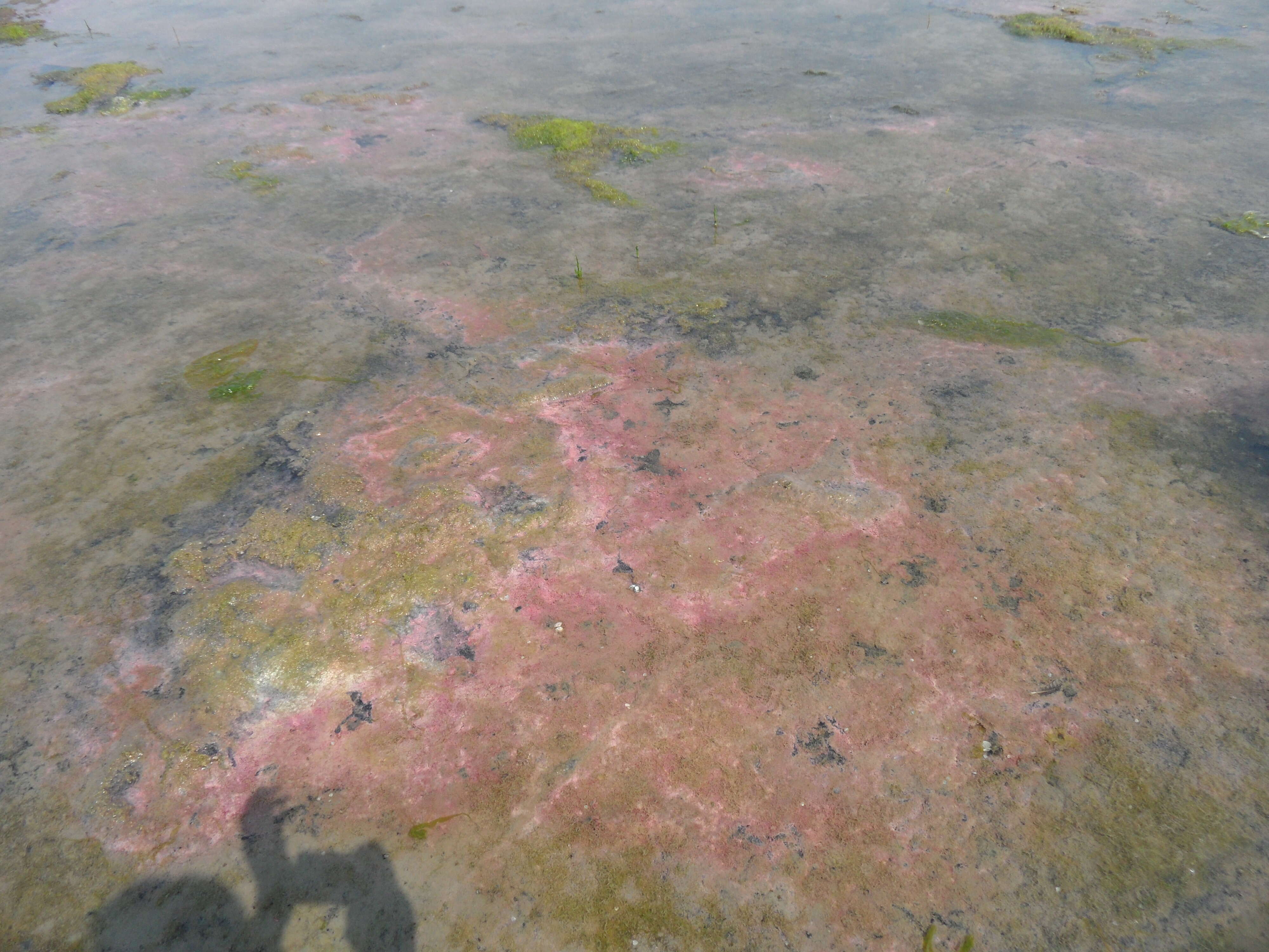 Image of purple nonsulfur bacteria