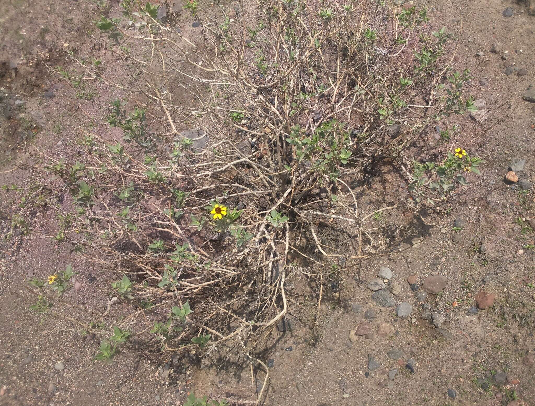 Image of Encelia canescens Lam.