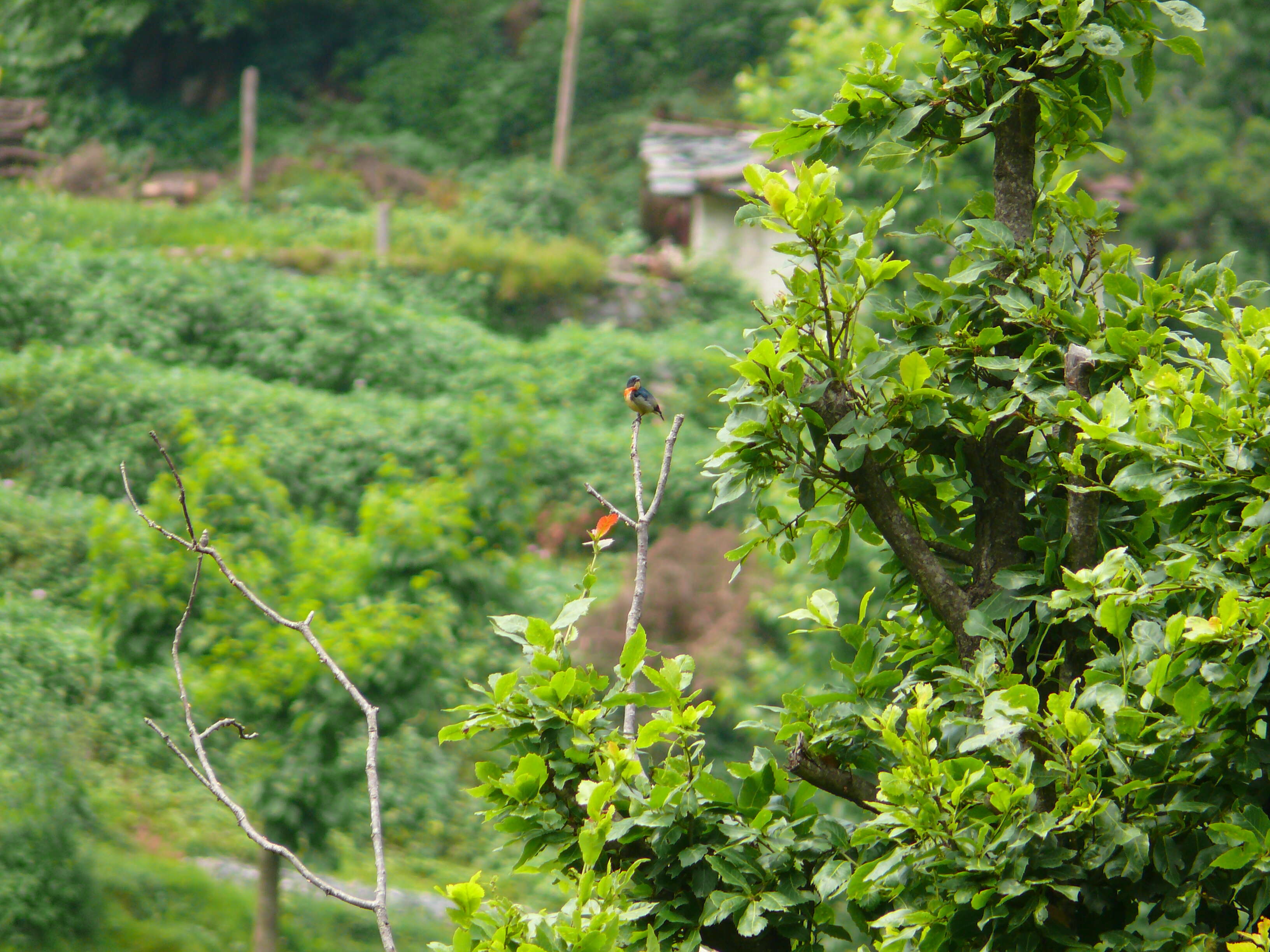 Image of Fire-breasted Flowerpecker