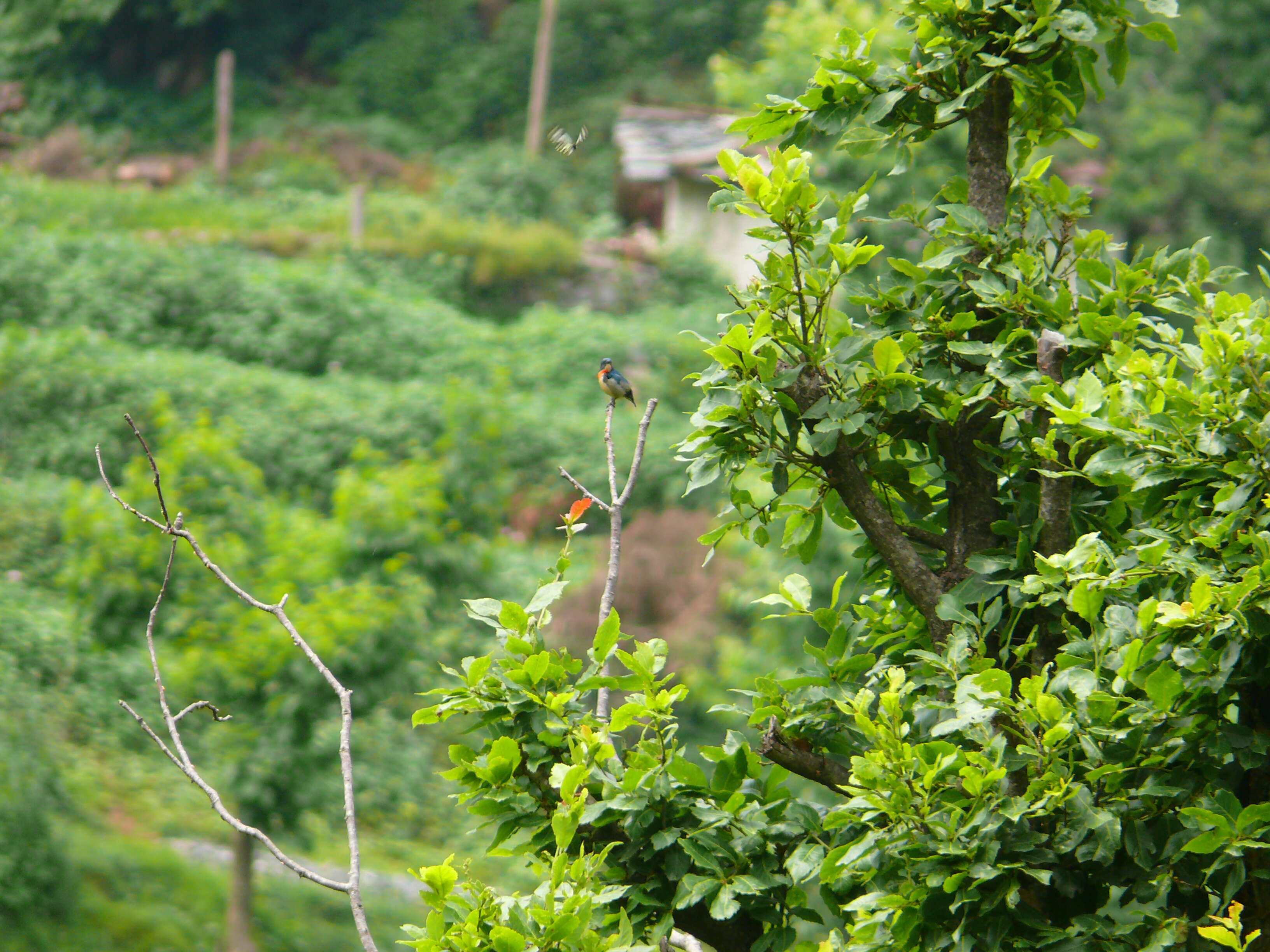 Image of Fire-breasted Flowerpecker