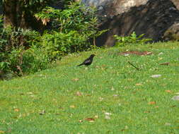 Image of Grey-winged Blackbird