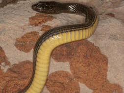 Image of Bangweulu Water Snake