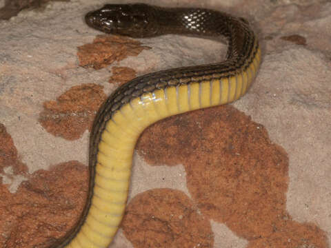 Image of Limnophis Günther 1865