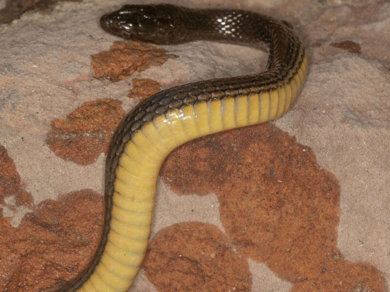 Image of Bangweulu Water Snake