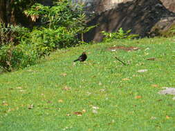 Image of Grey-winged Blackbird