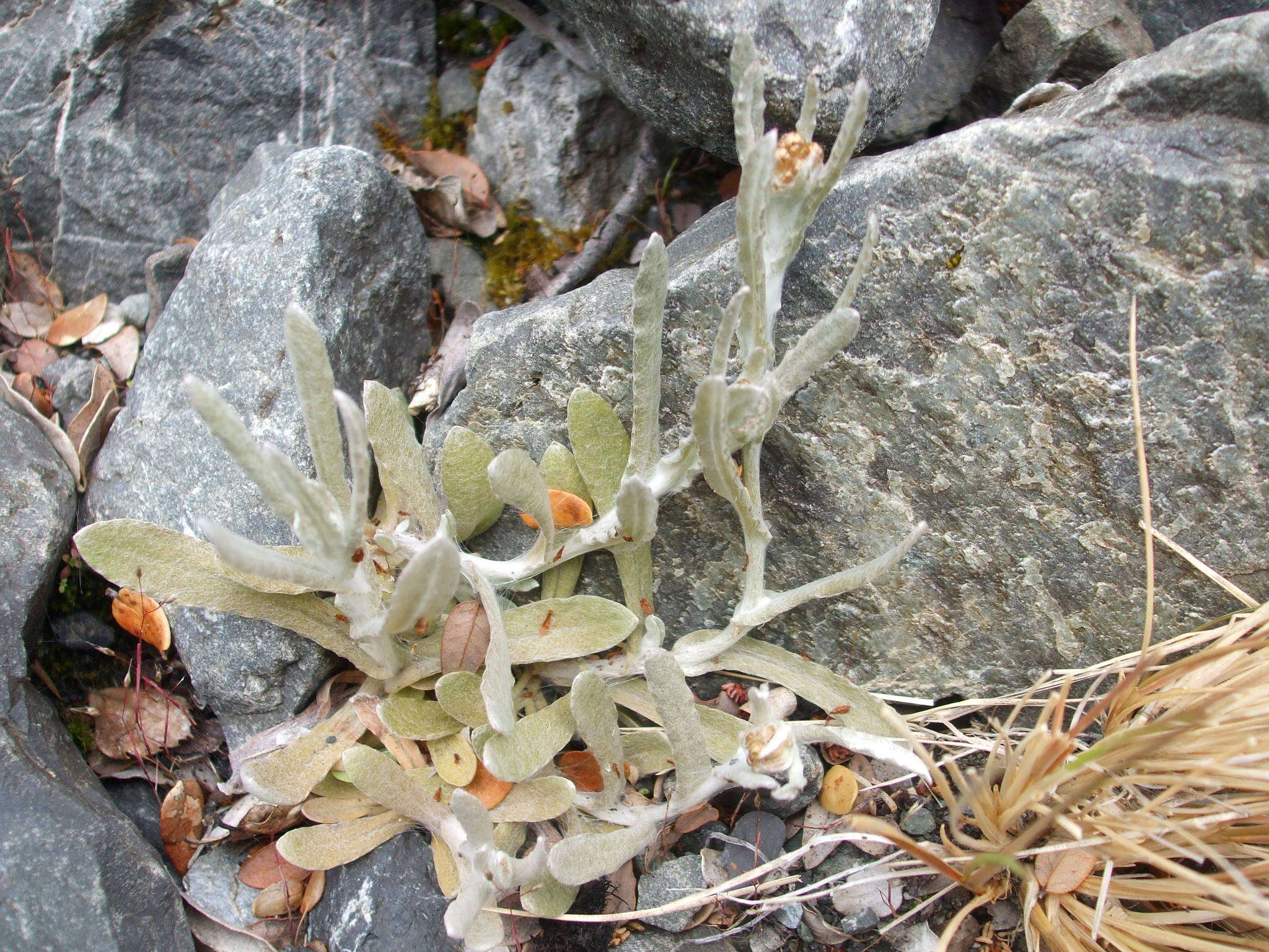 Image of Jersey cudweed