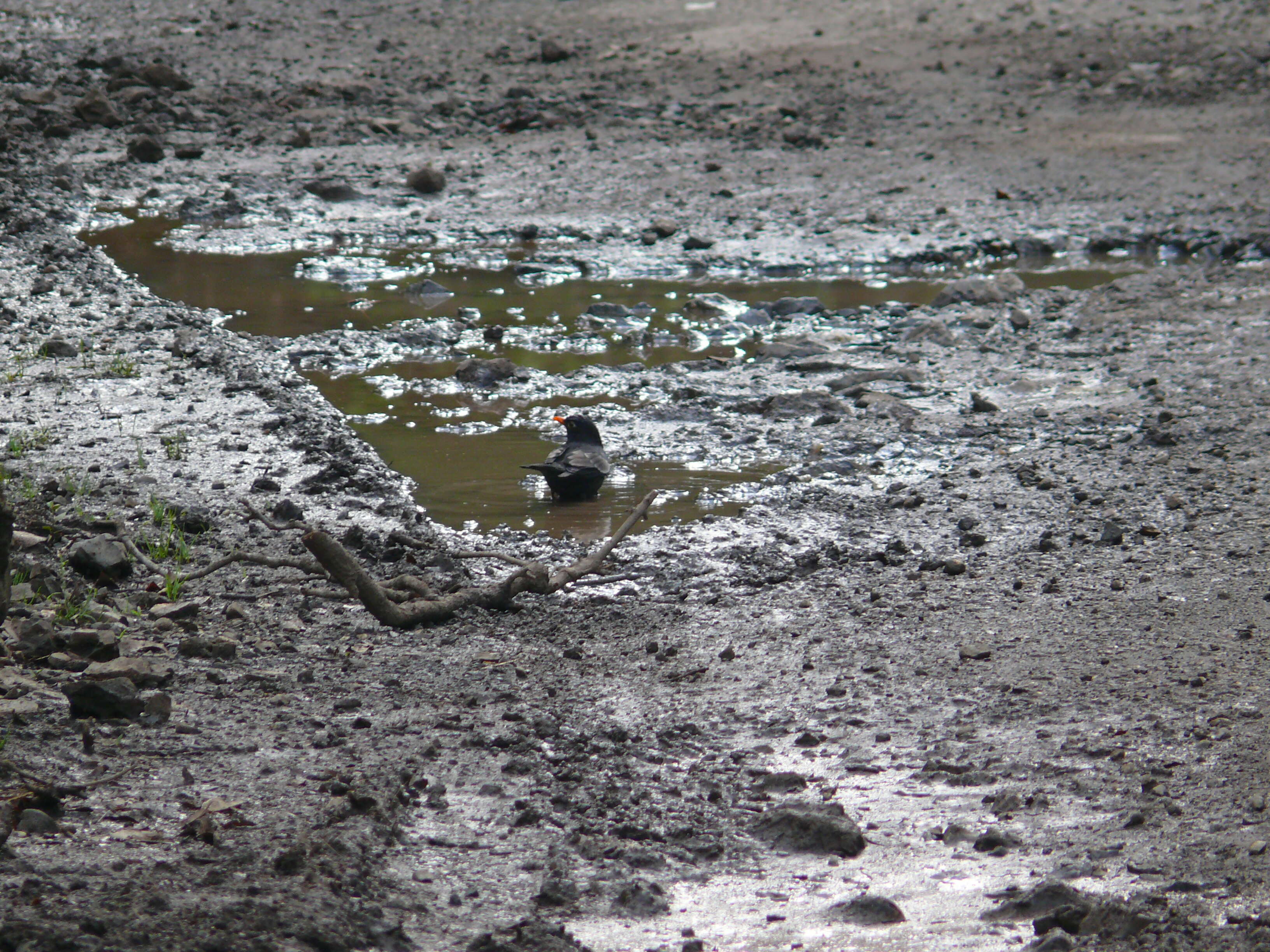 Image of Grey-winged Blackbird