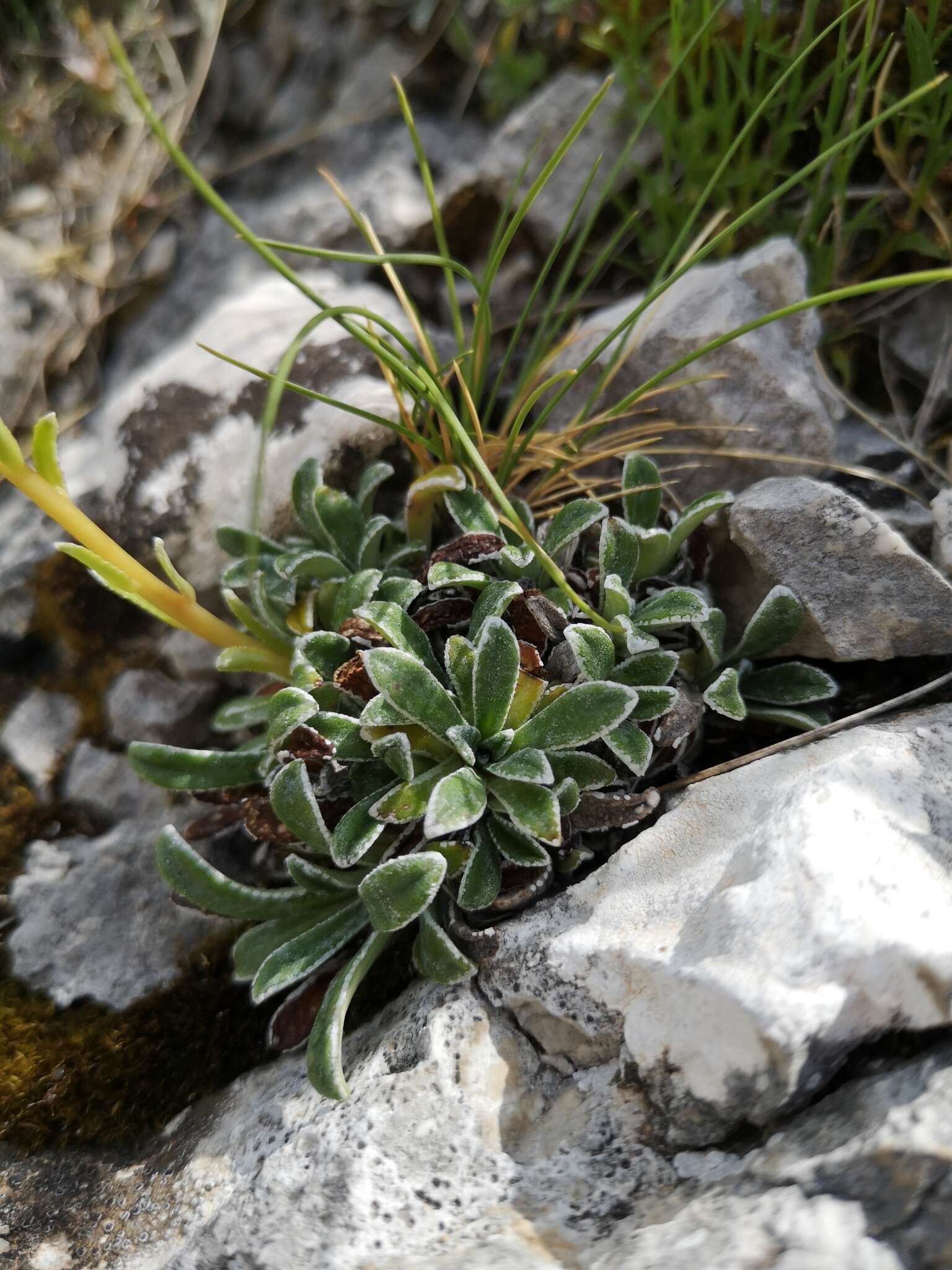 Sivun Saxifraga callosa Sm. kuva