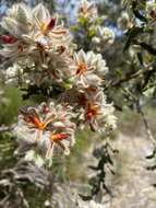 Image of Jacksonia floribunda Endl.