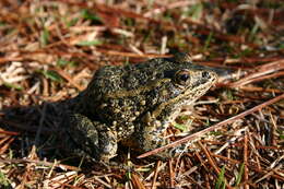 Image of Gopher Frog