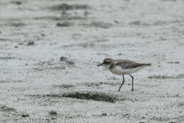 Image of Lesser Sand Plover