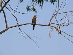 Image of Indian Roller