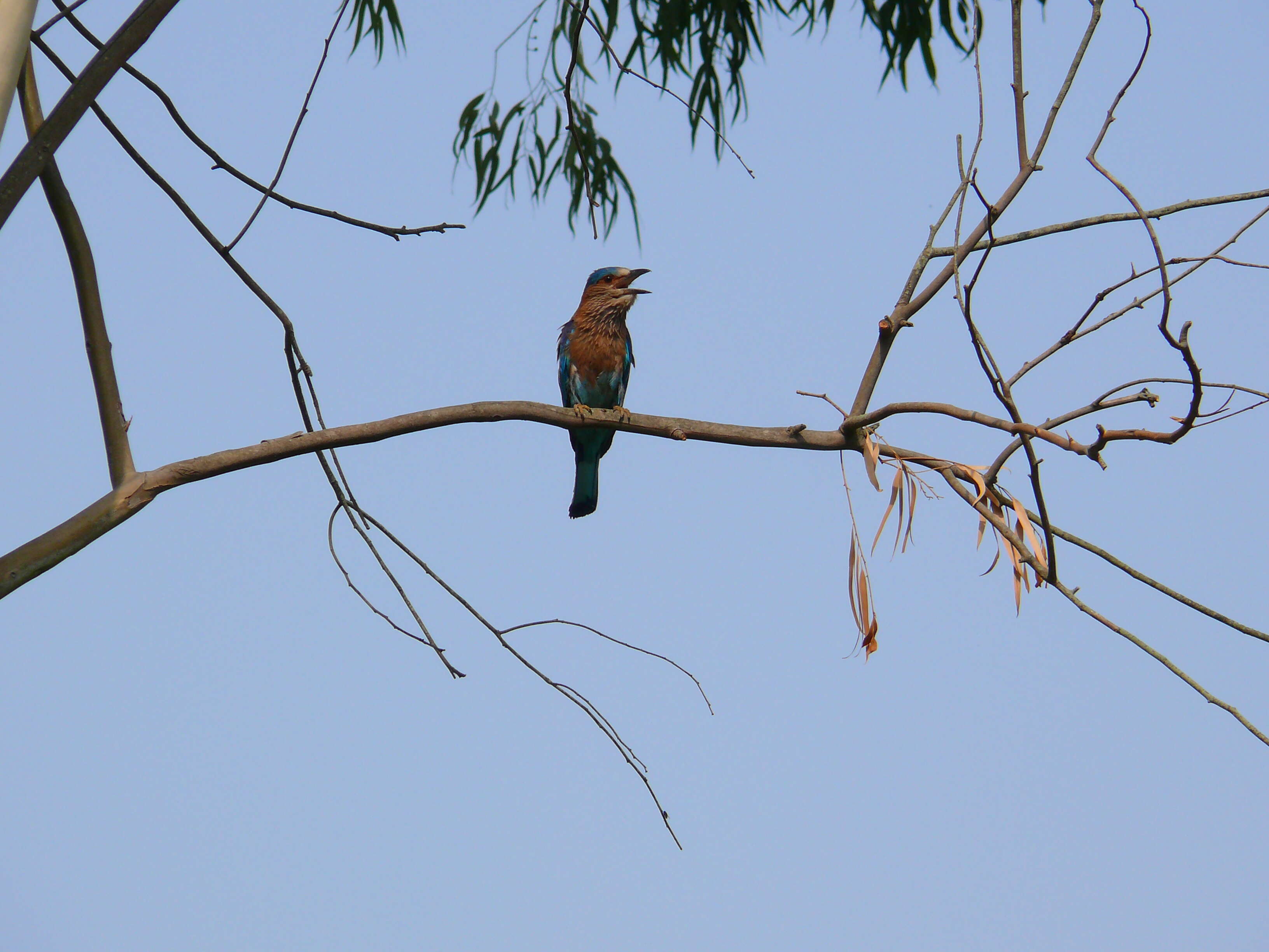 Image of Indian Roller