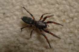 Image of White-tailed spider