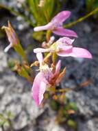 Image of Disa obliqua (Lindl.) Bolus