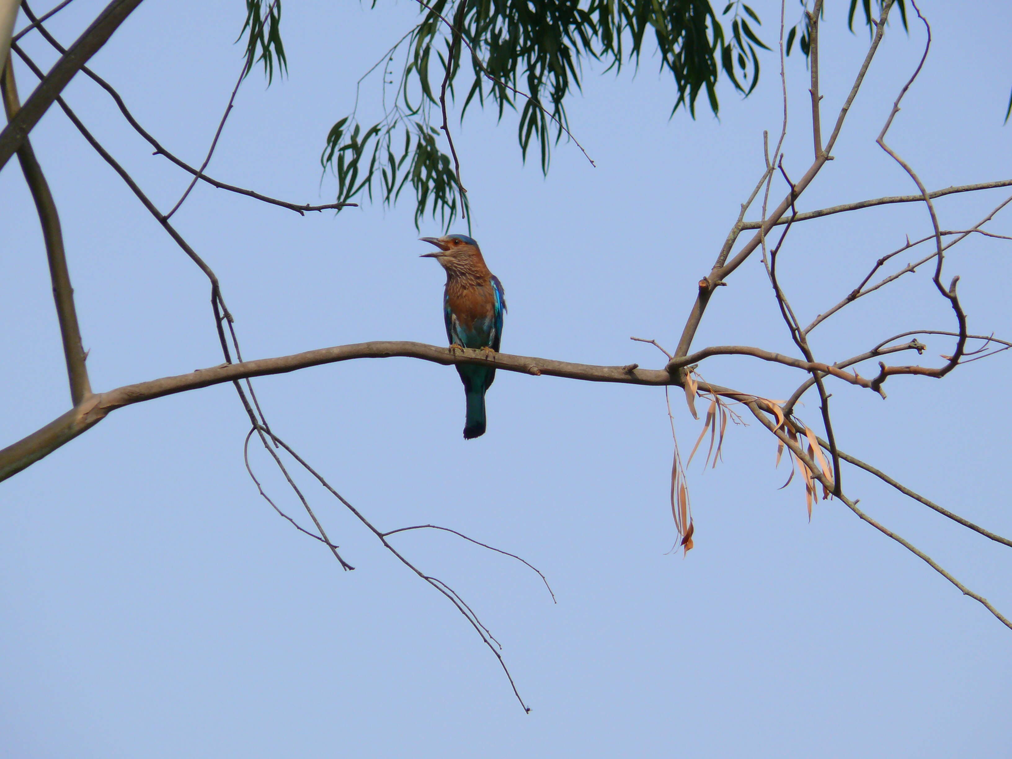 Image of Indian Roller