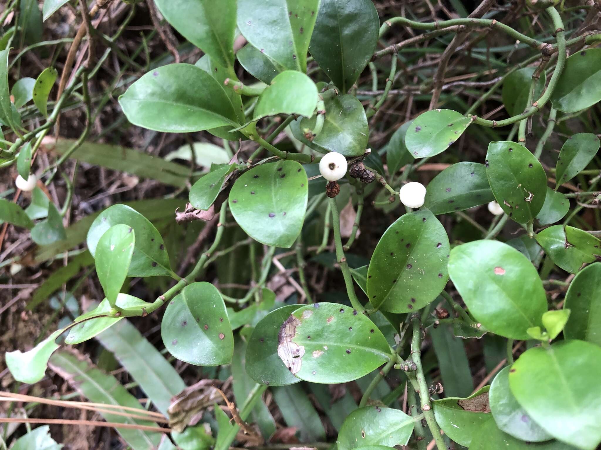 Image of Psychotria serpens L.