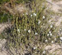 Image of Orianthera spermacocea (F. Muell.) C. S. P. Foster & B. J. Conn