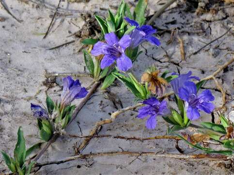 Image of Dyschoriste humilis Lindau