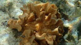 Image of Branched Sandpaper Coral