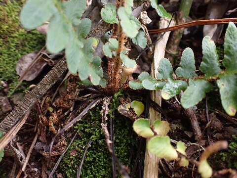 Image of Asplenium cordatum (Thunb.) Sw.