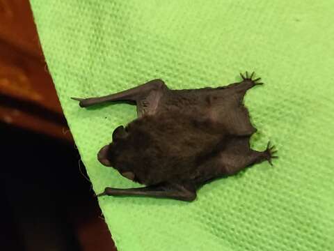 Image of Coromandel Pipistrelle