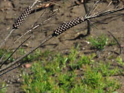 صورة Callistemon linearis (Schrad. & Wendl.) Colv. ex Sweet