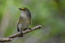 Слика од Vireo griseus bermudianus Bangs & Bradlee 1901