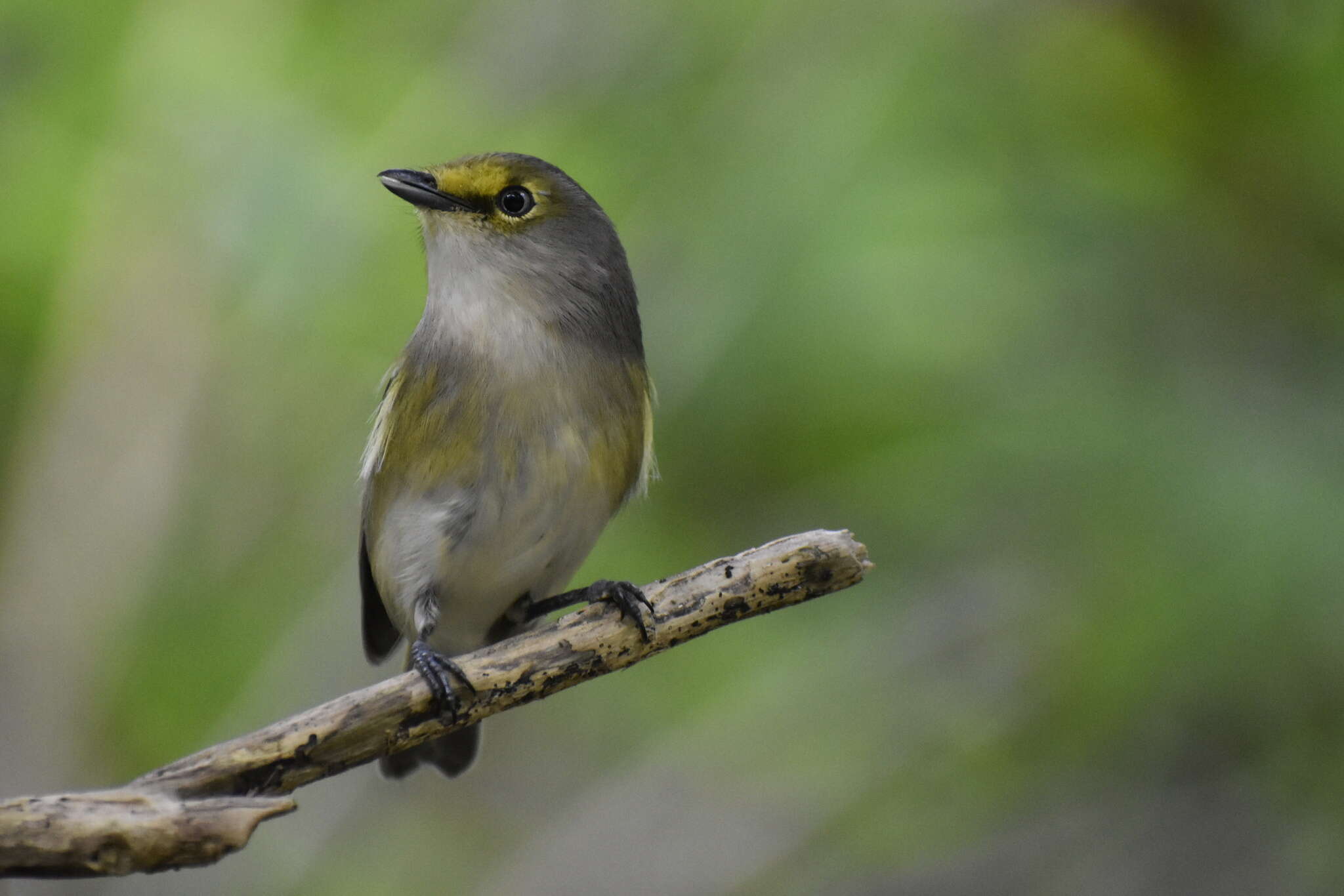 Plancia ëd Vireo griseus bermudianus Bangs & Bradlee 1901