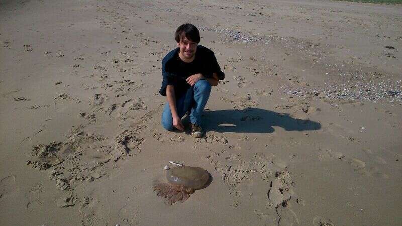 Image of barrel jellyfish