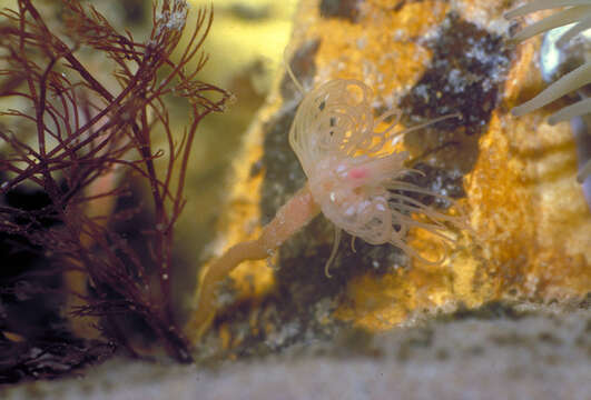 Image of flower-head polyp