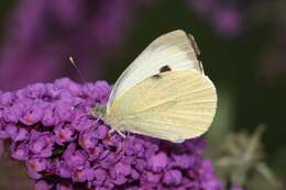 Image of cabbage butterfly