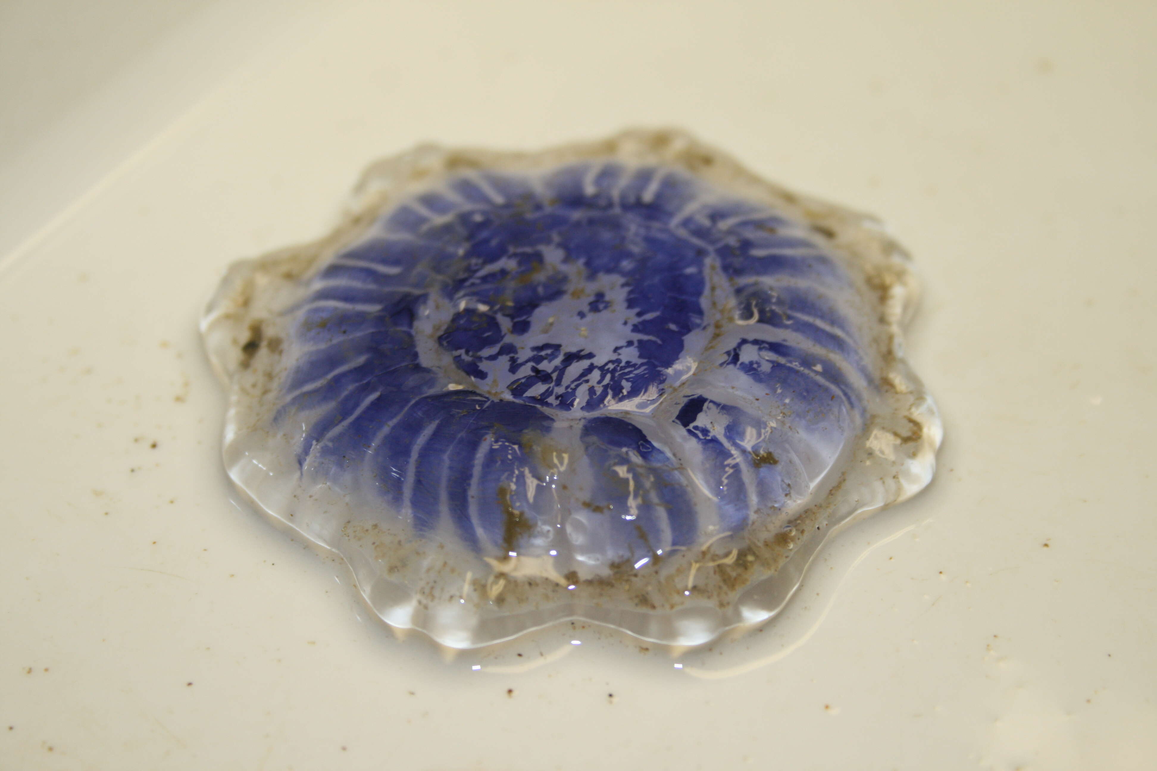 Image of Blue Jellyfish