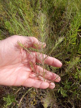 Imagem de Agalinis densiflora Blake