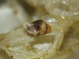 Image of Common whelk