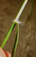 Plancia ëd Eragrostis capensis (Thunb.) Trin.