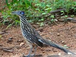 Image of Lesser Roadrunner
