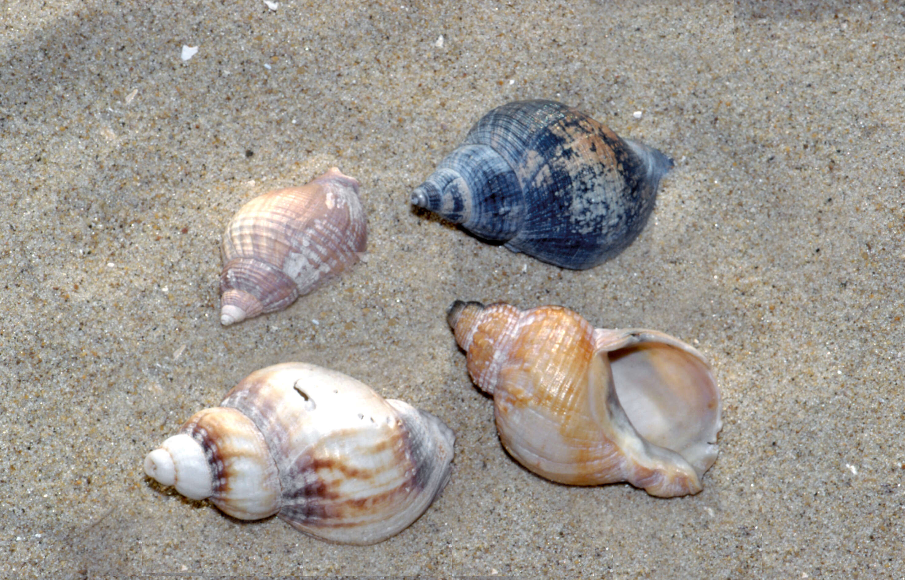 Image of Common whelk