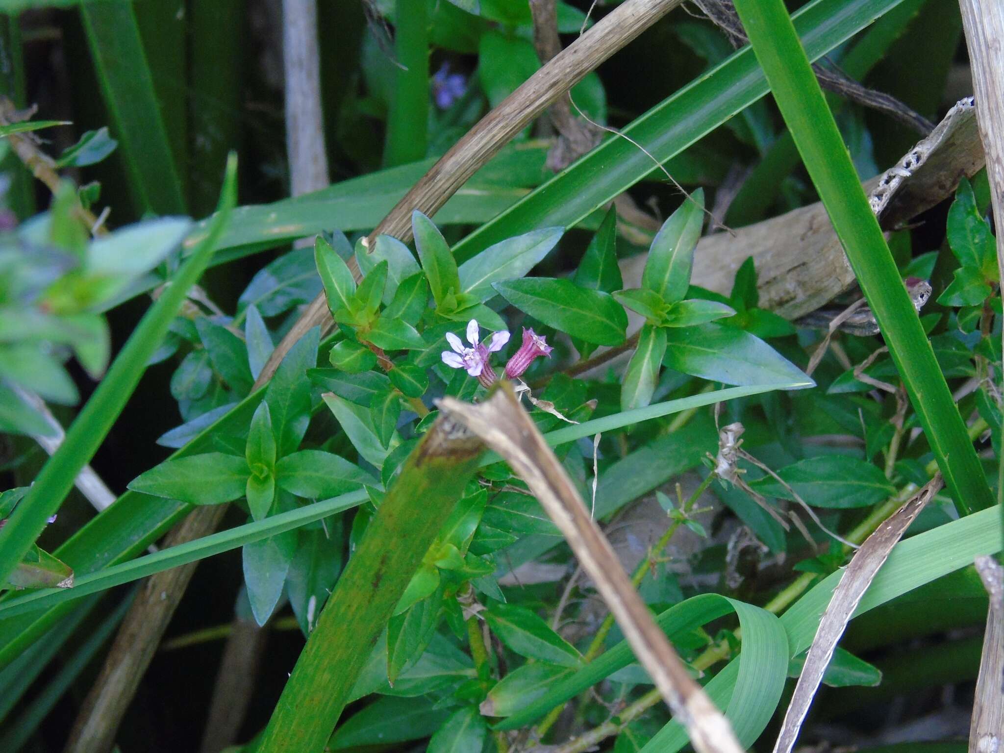 Image of Cuphea fruticosa Spreng.